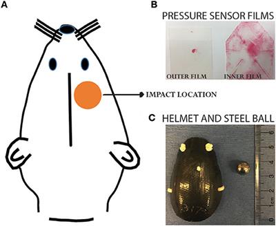 Early Microglial Activation Following Closed-Head Concussive Injury Is Dominated by Pro-Inflammatory M-1 Type